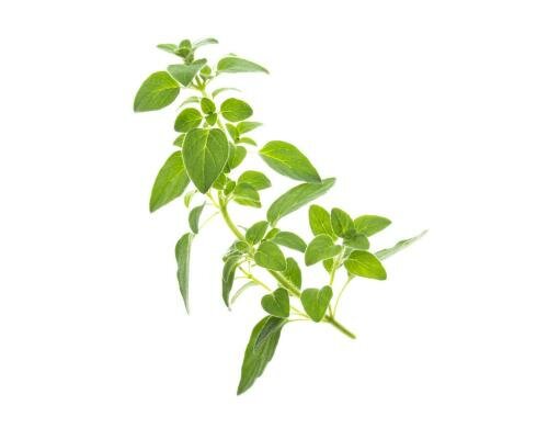 Tregren Oregano Seedpod Zu allen Herbie Indoor Garden