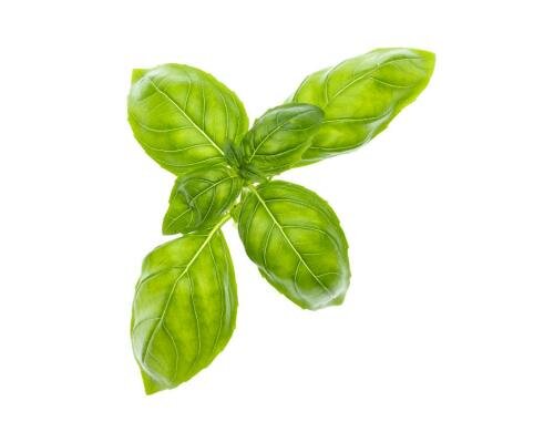 Tregren Basilikum Seedpod Zu allen Herbie Indoor Garden