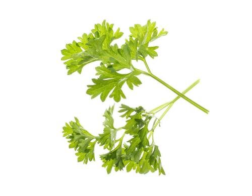 Tregren Petersilie Seedpod Zu allen Herbie Indoor Garden