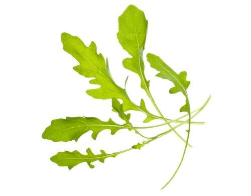 Tregren Rucola Seedpod Zu allen Herbie Indoor Garden