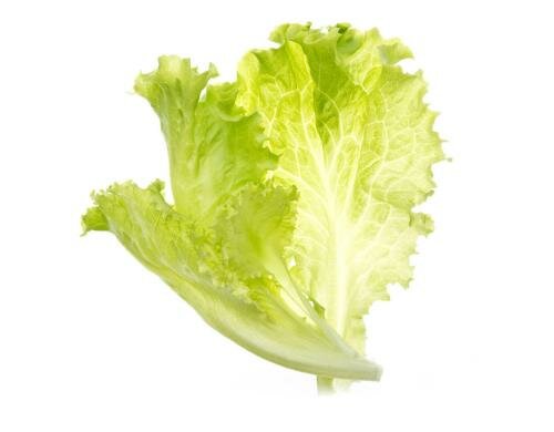 Tregren Salat Seedpod Zu allen Herbie Indoor Garden