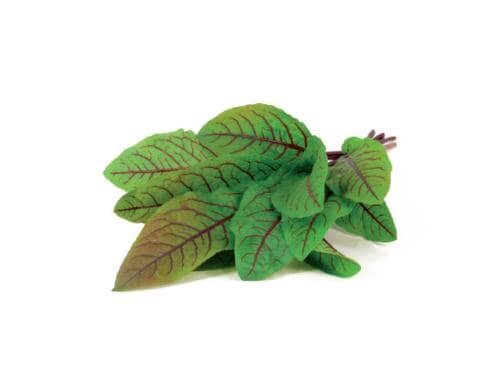 Click and Grow Sauerklee Nachfüllpackung 3er Set