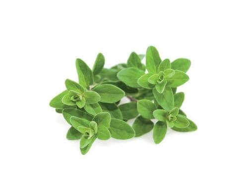 Click and Grow Marjoran Nachfüllpackung 3er Set