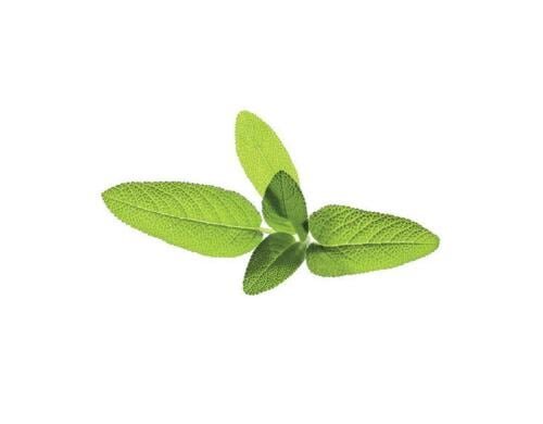 Click and Grow Sage Nachfüllpackung 3er Set