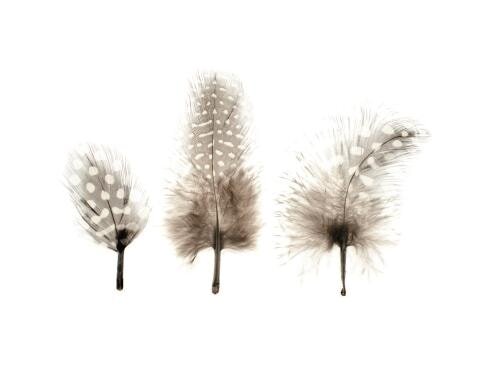 Glorex Federn-Perlhuhn 3 - 9 cm, ca. 15 Stück