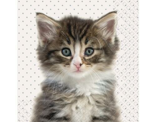 Stewo Servietten Liva 20 Stück, Grösse 33x33cm