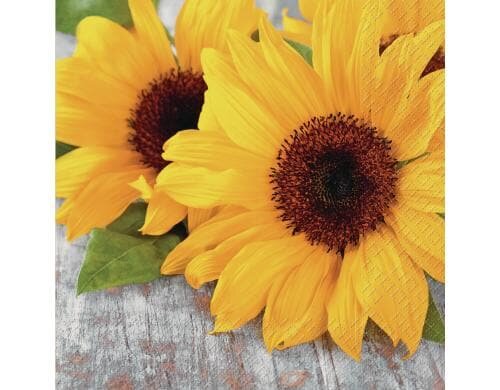 Stewo Servietten Isadora 20 Stück, Grösse 33x33cm