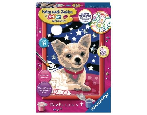 MnZ Lieber Chihuahua Alter: 7+ Sprache D