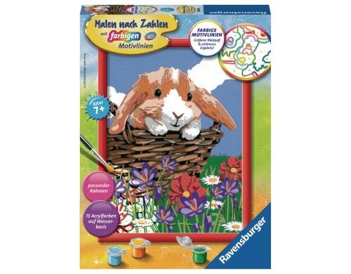 MnZ Goldiges Schlappohr Alter: 7+ Sprache D