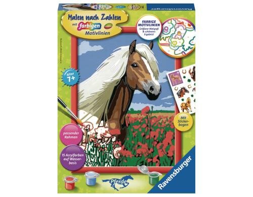 MnZ Haflinger Alter: 7+ Sprache D