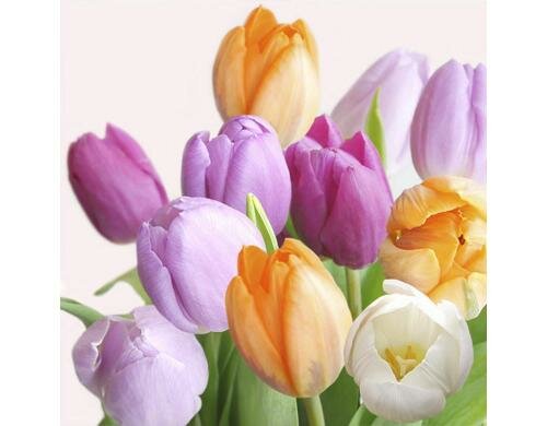 B+C Servietten Fresh Tulips 33x33 cm, 20 Stück