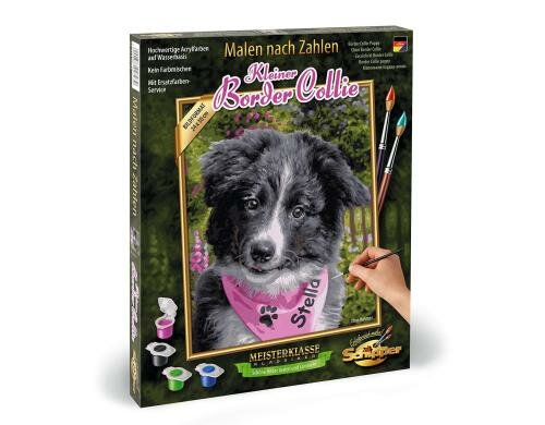 MNZ - Border Collie Puppy Alter: 8+