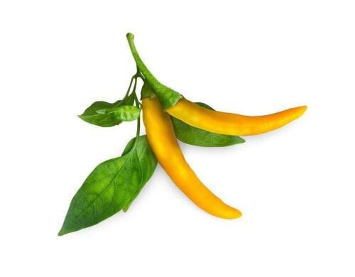 Click and Grow Smart Garden Plant Pod 3-pack, Yellow Chili Pepper