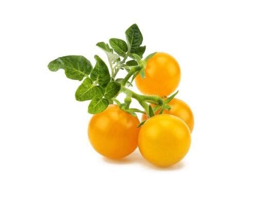 Click and Grow Smart Garden Plant Pod 3-pack, Yellow Tomato