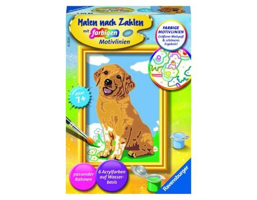 MnZ Kleiner Golden Retriever Alter: 7+