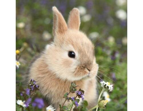 Paper + Design Servietten Bunny in field 33x33 cm, 20 Stück