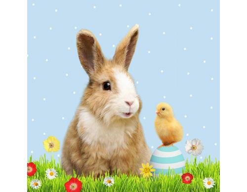 B+C Servietten Heini und Pit 33x33 cm, 20 Stück