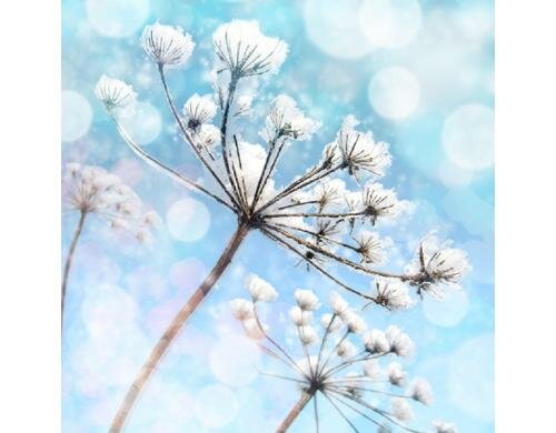 B+C Weihnachtsservietten Frosty Morning Grösse 33x33cm, 20 Stück, 3-lagig