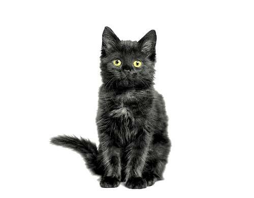 Paper + Design Servietten New Black Cat 33x33 cm, 20 Stück