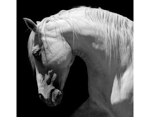 Paper + Design Servietten New Grey Horse 33x33 cm, 20 Stück