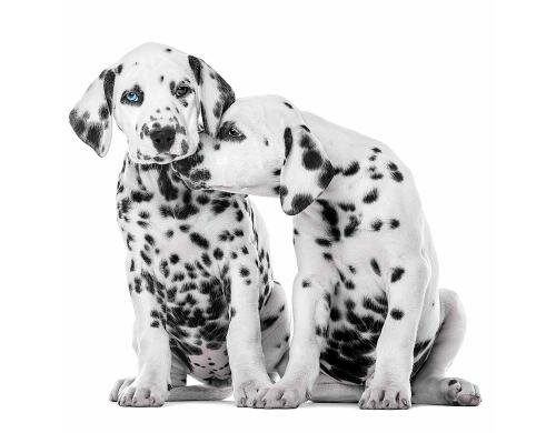 Paper + Design Servietten New Dalmatians 33x33 cm, 20 Stück