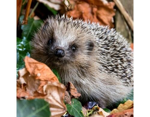 Paper + Design Servietten Autumn Hedgehog 33x33 cm, 20 Stück