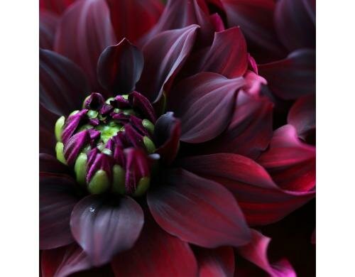 Paper + Design Servietten Maroon Dahlia 33x33 cm, 20 Stück